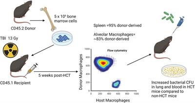 Frontiers | Experimental Models Of Infectious Pulmonary Complications ...